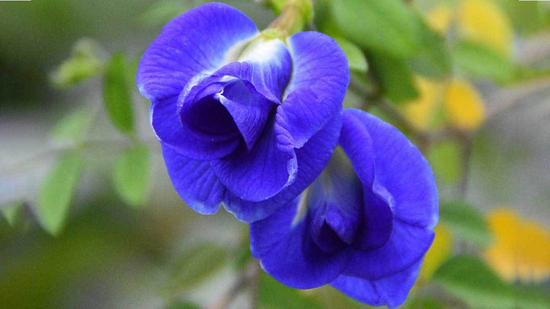 ดอกอัญชัน