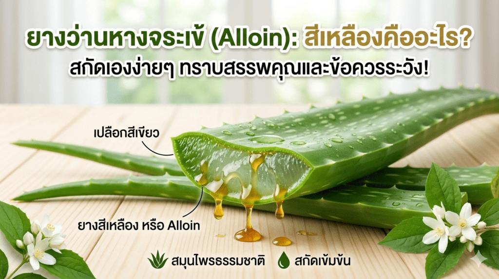 สารสกัด Alloin